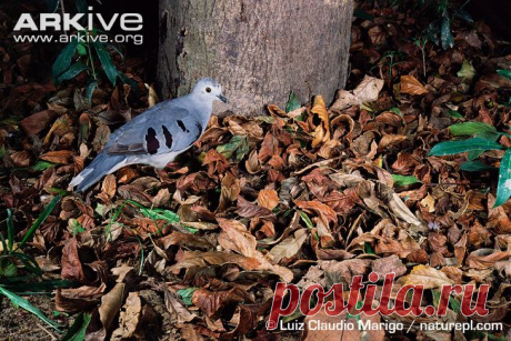 Сем. Голубиные (Columbidae)
Полосатокрылая земляная горлица (Claravis godefrida)