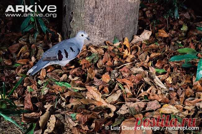 Сем. Голубиные (Columbidae)
Полосатокрылая земляная горлица (Claravis godefrida)