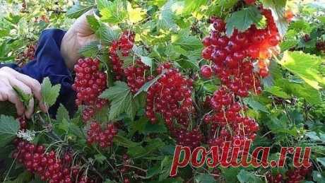 ПОЛИВ СМОРОДИНЫ КИПЯТКОМ
Сохраните, чтобы не потерять!
Одним из эффективных способов борьбы с садовыми вредителями является полив кустов смородины кипятком. 
Этот прием поднимает иммунитет у растений, прогревает почву и является надежной профилактикой против различных заболеваний. 
Добавление в раствор соли, медного купороса или марганцовки способствует появлению скорейших результатов. 
Ответ на вопрос, зачем поливать смородину кипятком, актуален не только для фитосанитарн...
