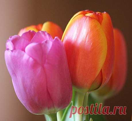 Цветы | Фотографии сергей ефременко | 9668 фото