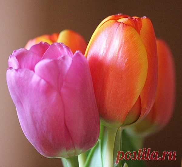 Цветы | Фотографии сергей ефременко | 9668 фото