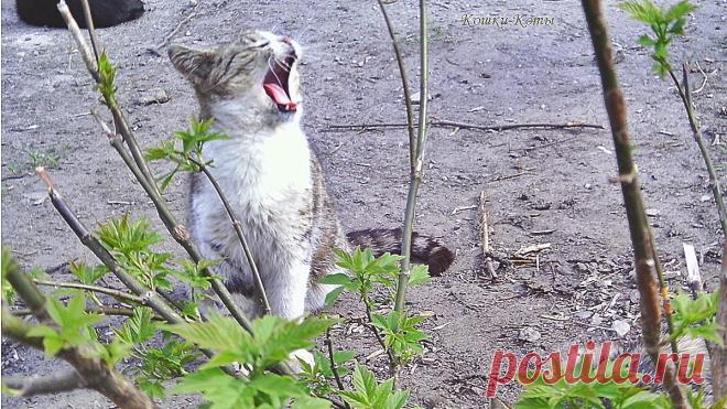 Празднуйте во весь голос: спойте или скажите «мяу» | 16 апреля | Сайт «Кошки–Коты» | Автор Нина Стрелкова | Кошачий календарь «Кошки каждый день» | Всемирный день голоса ежегодно отмечается 16 апреля