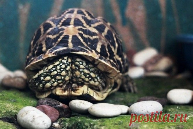 Стесняющиеся животные. Ничего милее вы точно не видели