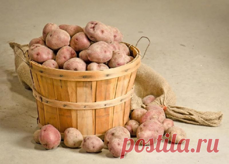 Крот подсказал, как хранить картошку в погребе. Возьмите на заметку! Бывает, что до весны сохранить весь картофель, без потерь, не получается. И здесь можно поучиться у природы и животных её населяющих. Например, у крота.