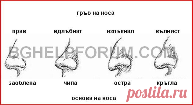 Интересни факти за формата на човешкият нос