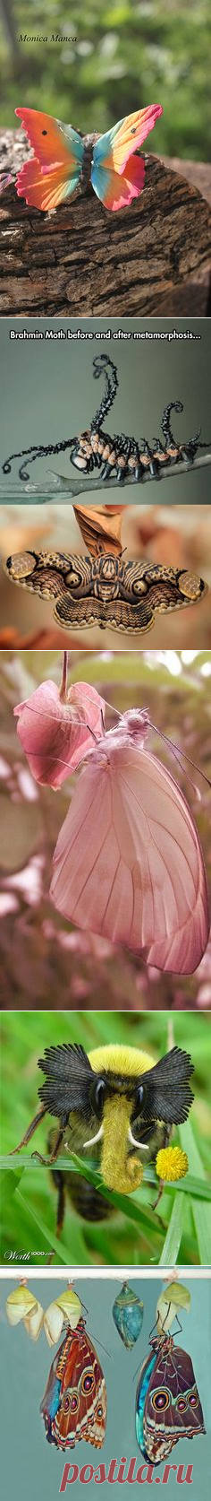 (122) Amazing different butterflies | Aviators...