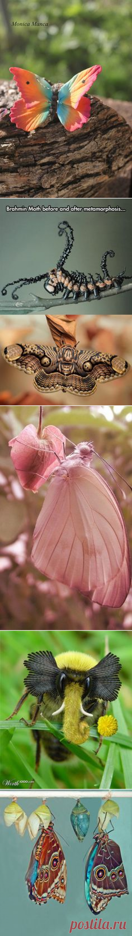 (122) Amazing different butterflies | Aviators...