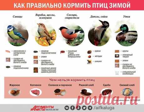 Как правильно кормить птиц зимой