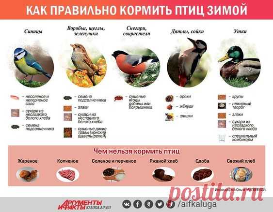 Как правильно кормить птиц зимой