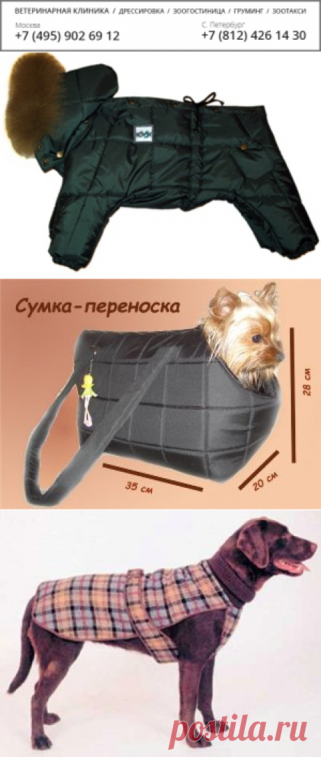 Одежда для четвероногого товарища: как сшить одежду для собаки своими руками.
