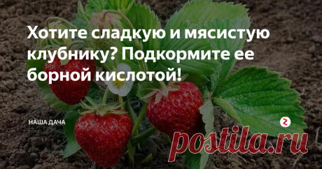 Хотите сладкую и мясистую клубнику? Подкормите ее борной кислотой! Невероятно, но факт: грамотная система подкормки ягод борной кислотой увеличивает количество завязей в полтора раза, а ягоды, получая полноценное питание, вырастают крупными, сладкими  и мясистыми. Урожая будет больше, проверено практикой!
А всего-то, что нужно – прикупить в аптеке копеечный порошок борной кислоты.