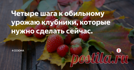 Четыре шага к обильному урожаю клубники, которые нужно сделать сейчас. Тем кто хочет получить в следующем сезоне богатый урожай вкусных и ароматных ягод клубники, стоит позаботиться об этом уже сейчас. Тем более, что осень - самое подходящее для этого время.
Применив наши нехитрые советы на практике, Вы сможете значительно увеличить урожай клубники на своих грядках.
Осенний марафет
После сбора последнего урожая нужно навести порядок на клубничной грядке. Произведя тщ