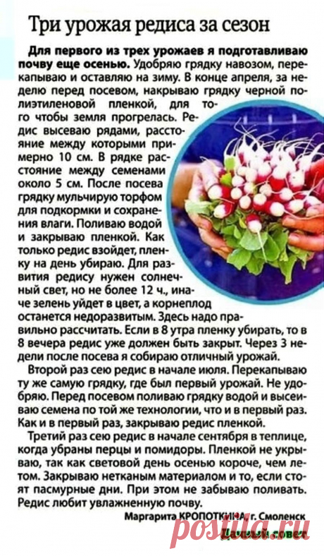 Три урожая редиса за сезон