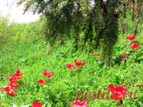 Фото А на Певческом опять цветут тюльпаны. Альбом Тюльпаны на Певческом Поле.Киев - 599 фото. Фотографии Галина Л.