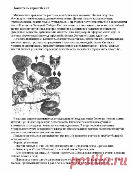 Копытень европейский.
«Уникальные лечебные свойства сорняков»  Корсун В.Ф., Викторов В.К.