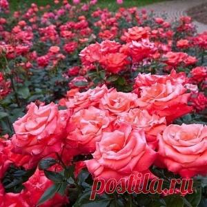 8 секретов выращивания роз.