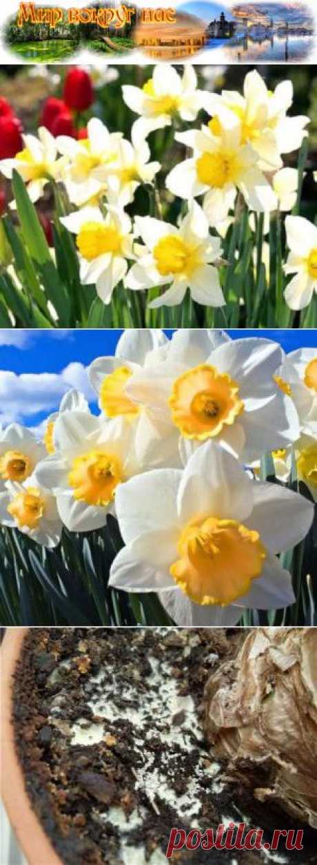 Цветы в доме зимой Посадка нарциссов | Мир вокруг нас
