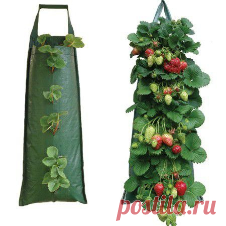 Выращивание клубники в мешках | Умелые ручки
