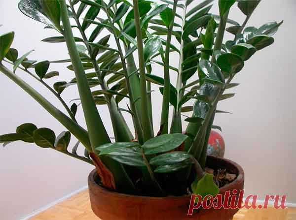 Замиокулькас (Долларовое дерево): приметы и суеверия, как усилить магическое влияние