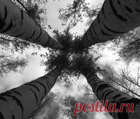 «Всегда вместе» Окрестности станции Высокая гора, Казань. Снимал Станислав Воеводин: nat-geo.ru/photo/user/309017/