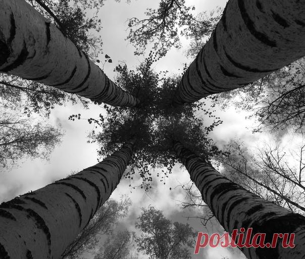 «Всегда вместе» Окрестности станции Высокая гора, Казань. Снимал Станислав Воеводин: nat-geo.ru/photo/user/309017/