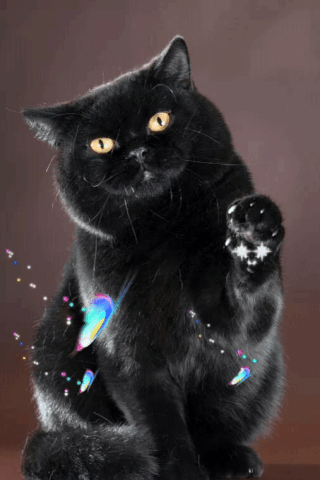 Котик