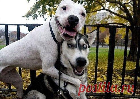 Взаимные симпатии
