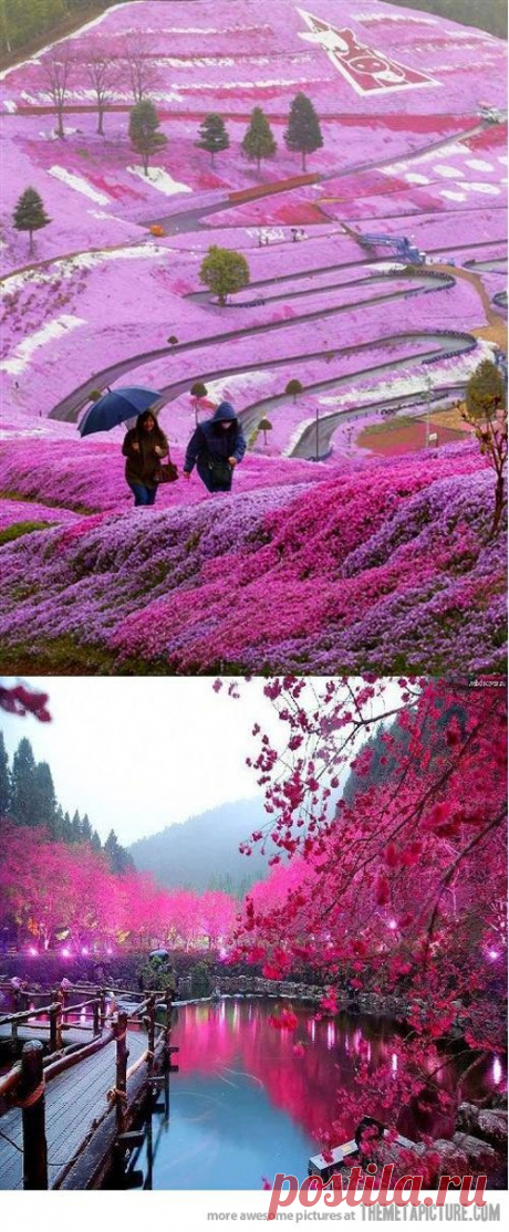 Beautiful Fields in Hillside Hokkaido, Japan
Beautiful Fields in Hillside Hokkaido, Japan | Pinterest • Всемирный каталог идей