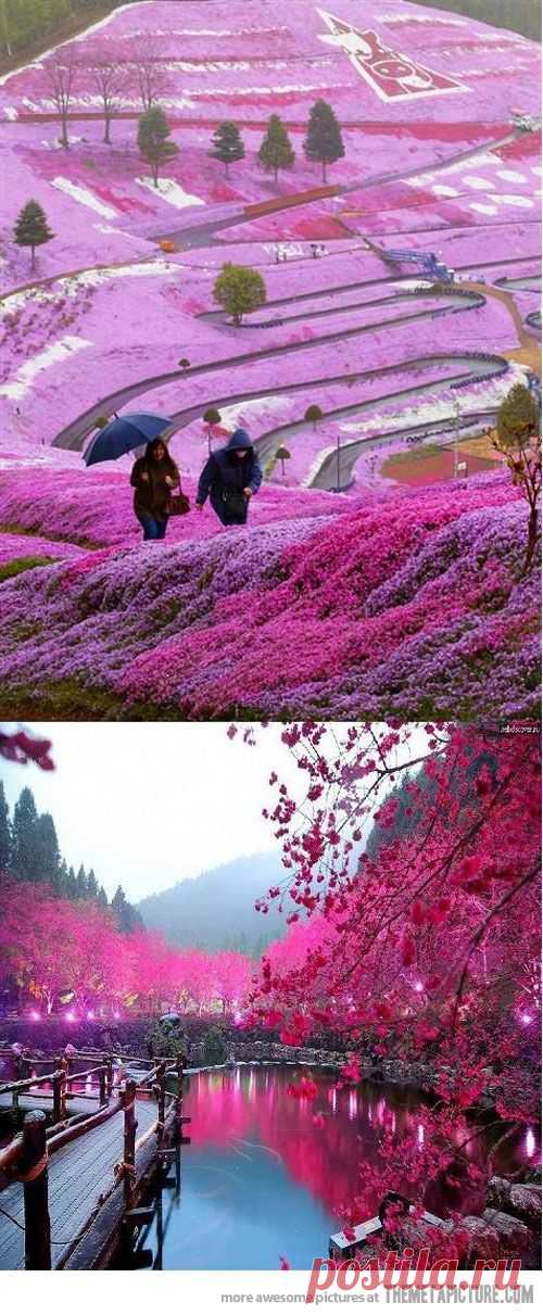 Beautiful Fields in Hillside Hokkaido, Japan  
Beautiful Fields in Hillside Hokkaido, Japan  |  Pinterest • Всемирный каталог идей