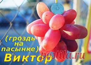 Подробное описание винограда сорта Виктор и Симпатия