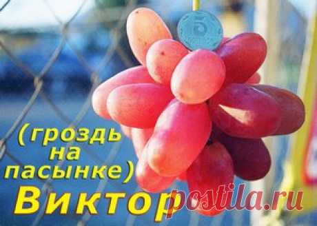 Подробное описание винограда сорта Виктор и Симпатия