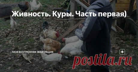 Живность. Куры. Часть первая) Куры - это первая живность, которую мы завели, купив дом в деревне. Заводили не для того, чтобы есть курятину, а для того, чтобы в наличии были свежие деревенские яйца без антибиотиков и "химии". Яйца - это продукция, излишки которой мы через пару лет уже начали продавать городским соседям и которая расходится "на ура".
Почему именно куры?
Куры удобны для тех, кто еще не совсем переехал в