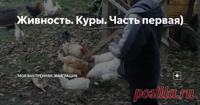 Живность. Куры. Часть первая) Куры - это первая живность, которую мы завели, купив дом в деревне. Заводили не для того, чтобы есть курятину, а для того, чтобы в наличии были свежие деревенские яйца без антибиотиков и 