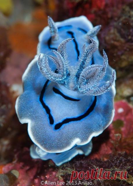 Фантастическая красота моллюсков