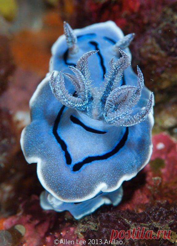 Фантастическая красота моллюсков