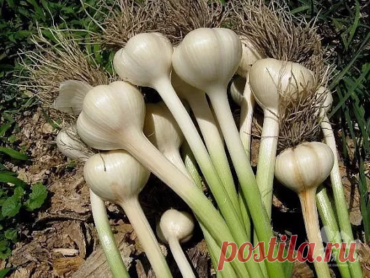 Приусадебный участок - Google+