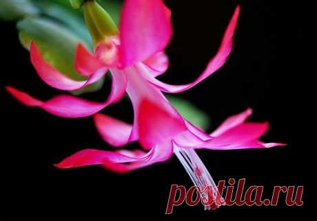 ЧТОБЫ ДЕКАБРИСТ ЦВЕЛ ДОЛЬШЕ... - Садоводка