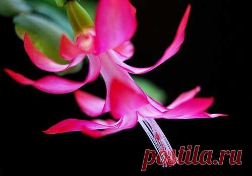 ЧТОБЫ ДЕКАБРИСТ ЦВЕЛ ДОЛЬШЕ... - Садоводка