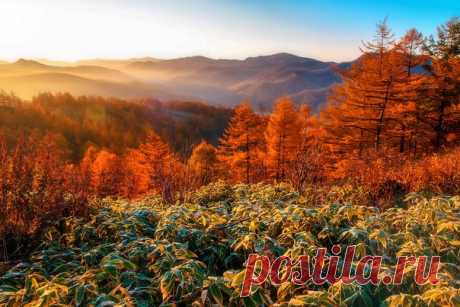 Фото дня. Золотая осень на Сахалине.