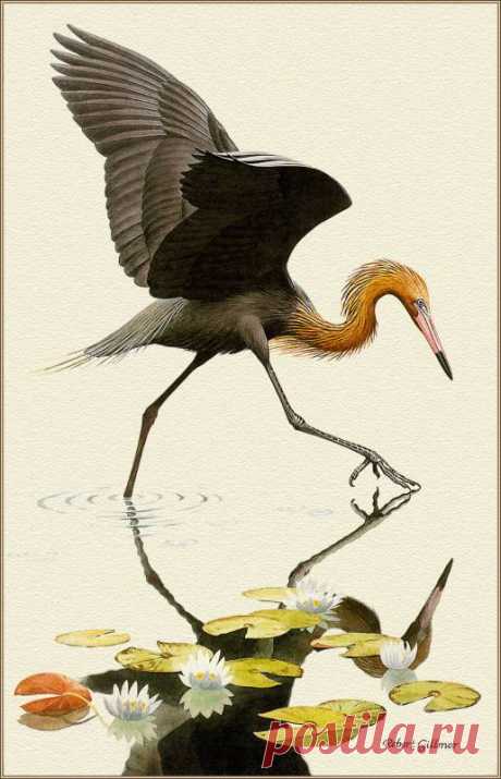 pa-herons-53-robertgilmor-reddishegret-artfond.jpg (515×800)