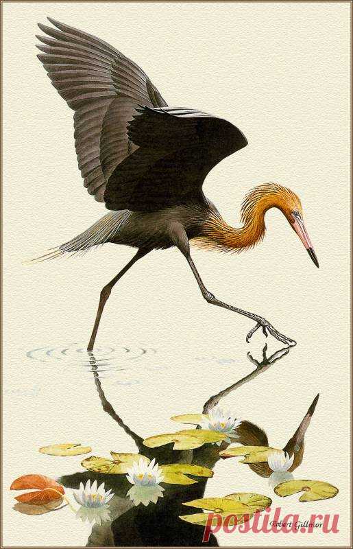pa-herons-53-robertgilmor-reddishegret-artfond.jpg (515×800)