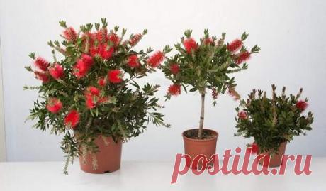 Почему это растение так интересует цветоводов Это многолетнее австралийское деревце покоряет своими необычными цветками. При повреждении листика можно почувствовать характерный запах, так как растение содержит много эфирных масел. Он меняется в зависимости от вида растения — скажем, лимонный