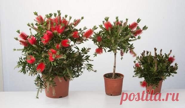 Почему это растение так интересует цветоводов Это многолетнее австралийское деревце покоряет своими необычными цветками. При повреждении листика можно почувствовать характерный запах, так как растение содержит много эфирных масел. Он меняется в зависимости от вида растения — скажем, лимонный