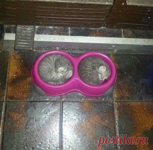 Где хочу, там и сплю! Законом не запрещено! — Убойный юмор