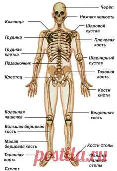 ОСЕВОЙ СКЕЛЕТ ЧЕЛОВЕКА