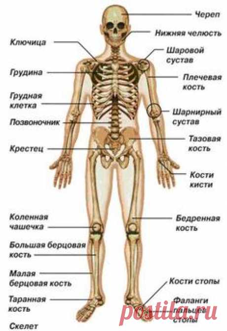 ОСЕВОЙ СКЕЛЕТ ЧЕЛОВЕКА