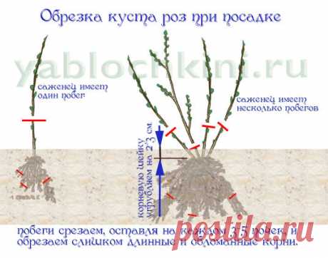 выращиваем розы |начинающим