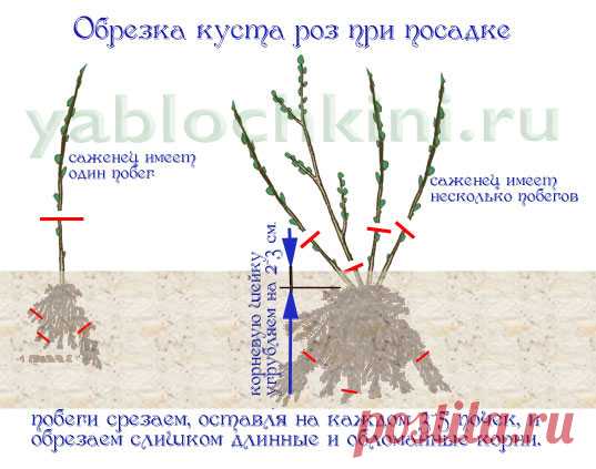 выращиваем розы |начинающим