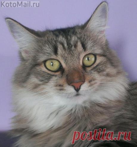 Самый умный