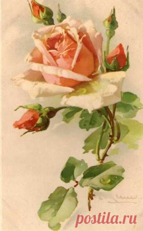 (723) Catherine Klein ~ peach rose &amp; buds...sighhh....I don't know what it is ....I just love this stuff! | Flower tattoos